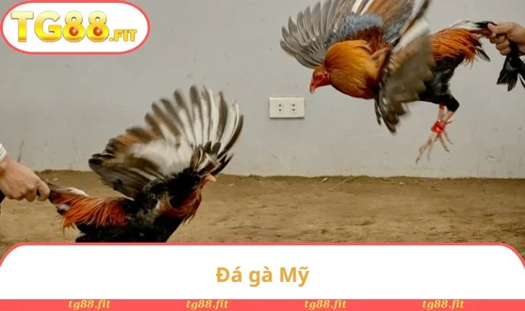 Đá gà Mỹ